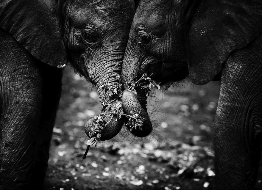 Laurent-Baheux-Need-of-tenderness-Kenya-2013-900 × 650-72-dpi__880